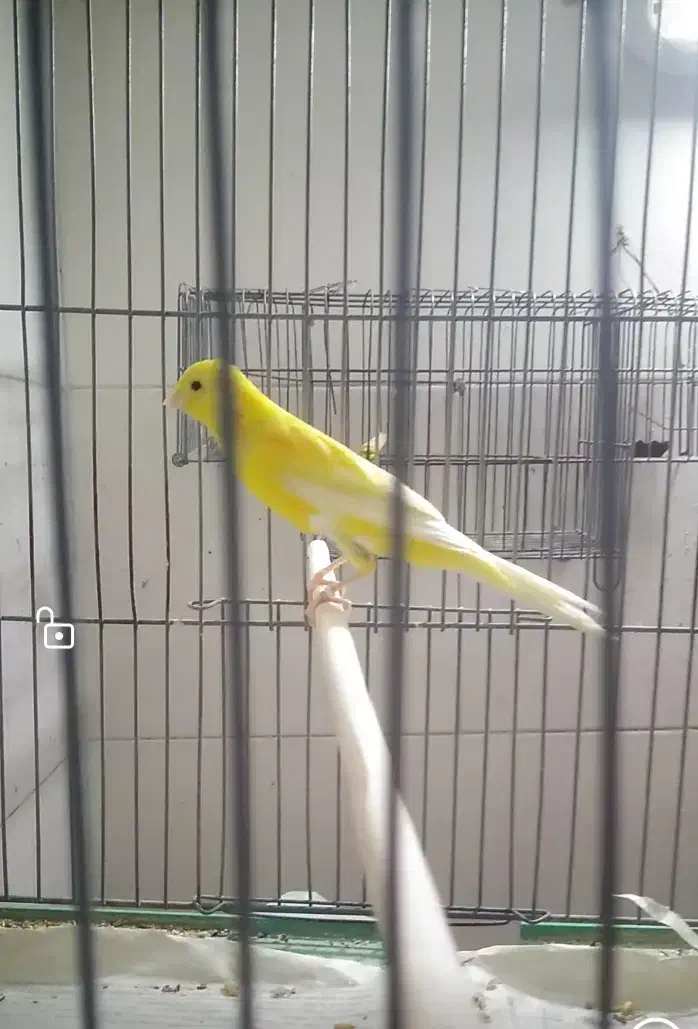 قناری بلند|پرنده|شهرضا, |دیوار