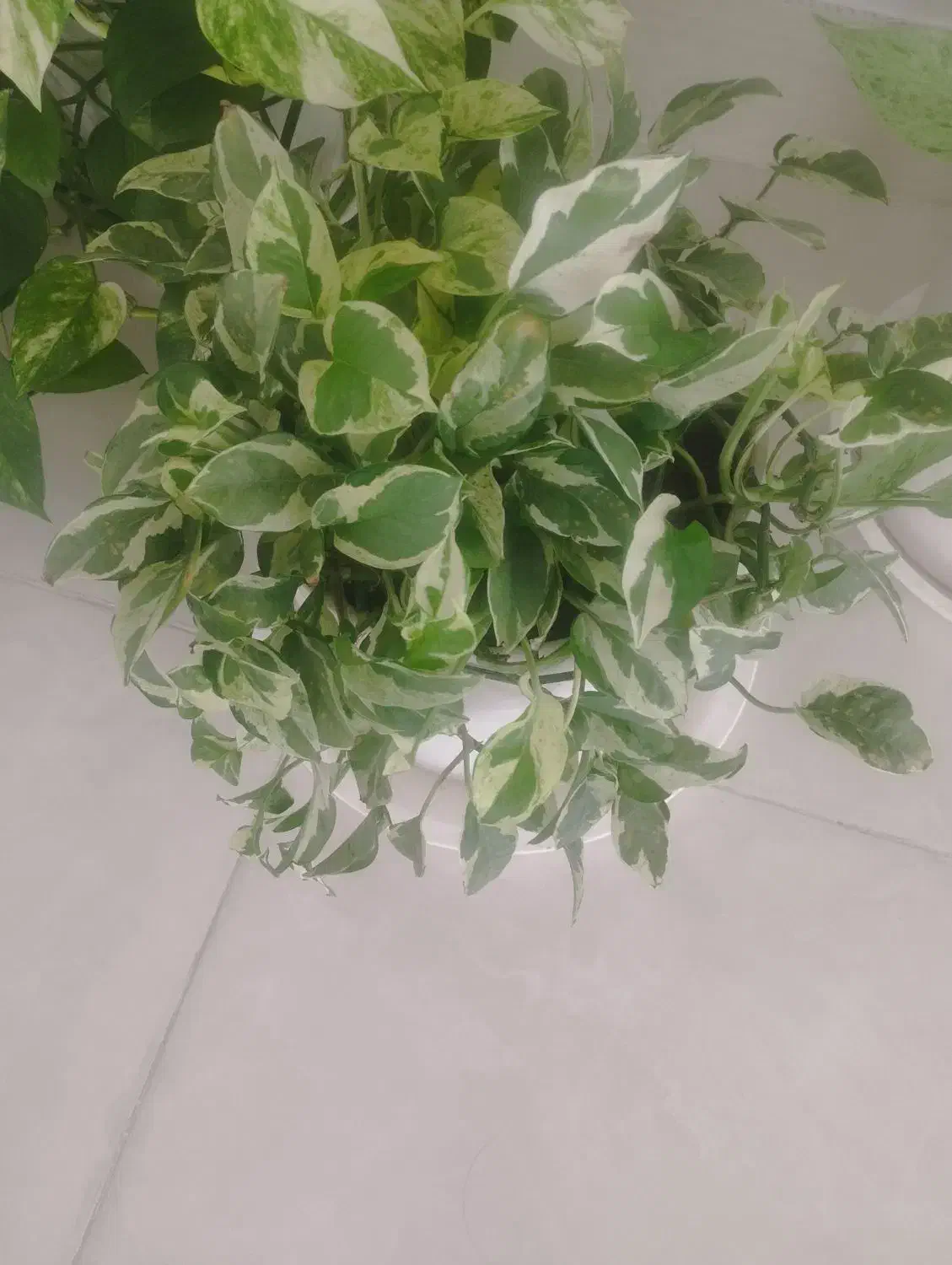 گل طبیعی|گل و گیاه طبیعی|صحنه, |دیوار