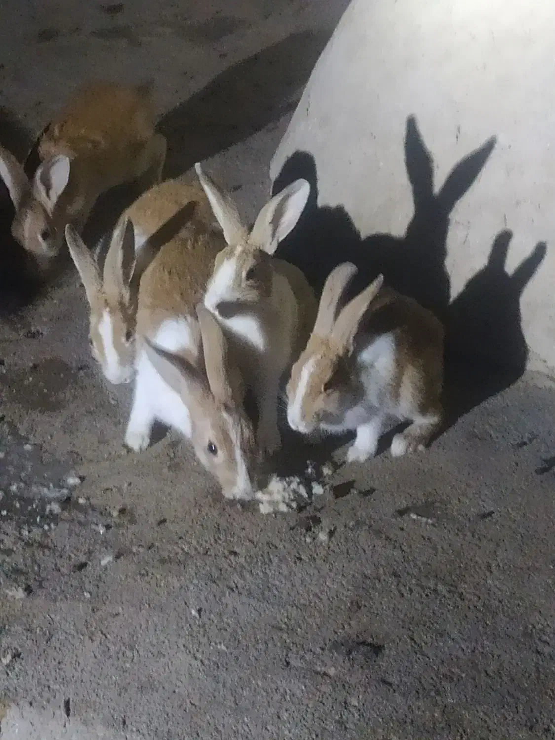 خرگوش|موش و خرگوش|زابل, |دیوار