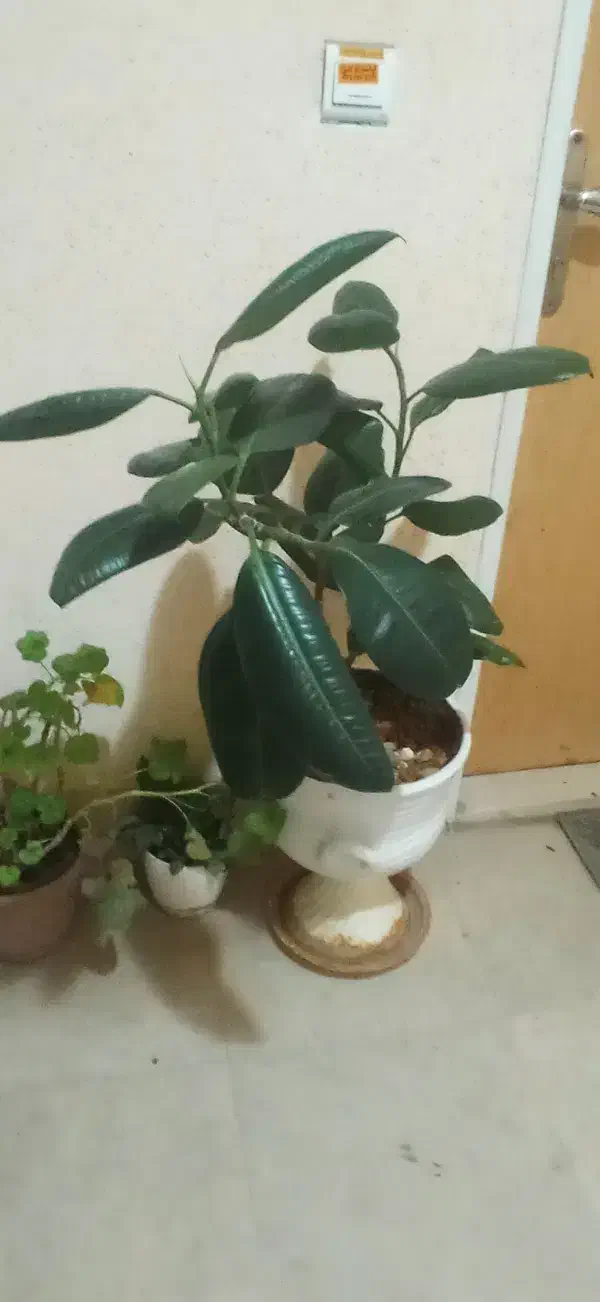 گل فیکوس|گل و گیاه طبیعی|گلبهار, شهر جدید گلبهار|دیوار