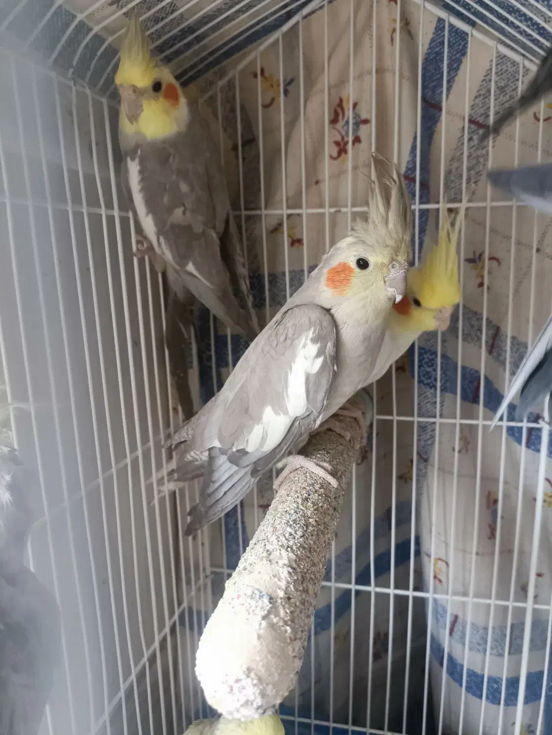 عروس هلندی|پرنده|سیرجان, |دیوار