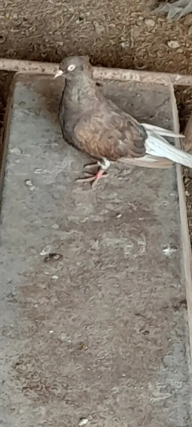 قهویی دمسفید ماده|پرنده|کارون, |دیوار