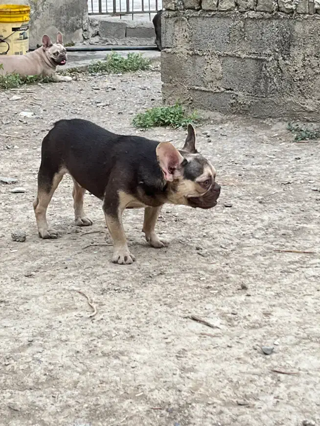 چند قلاده فرنچ بولداگ|سگ|ساری, |دیوار