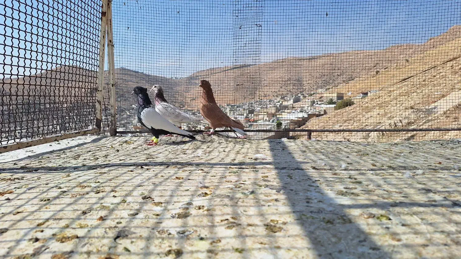 کبوتر|پرنده|شیراز, سعدیه شمالی|دیوار