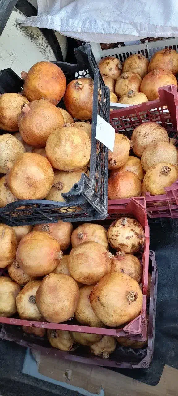 انار تفت|حراج|یزد, |دیوار