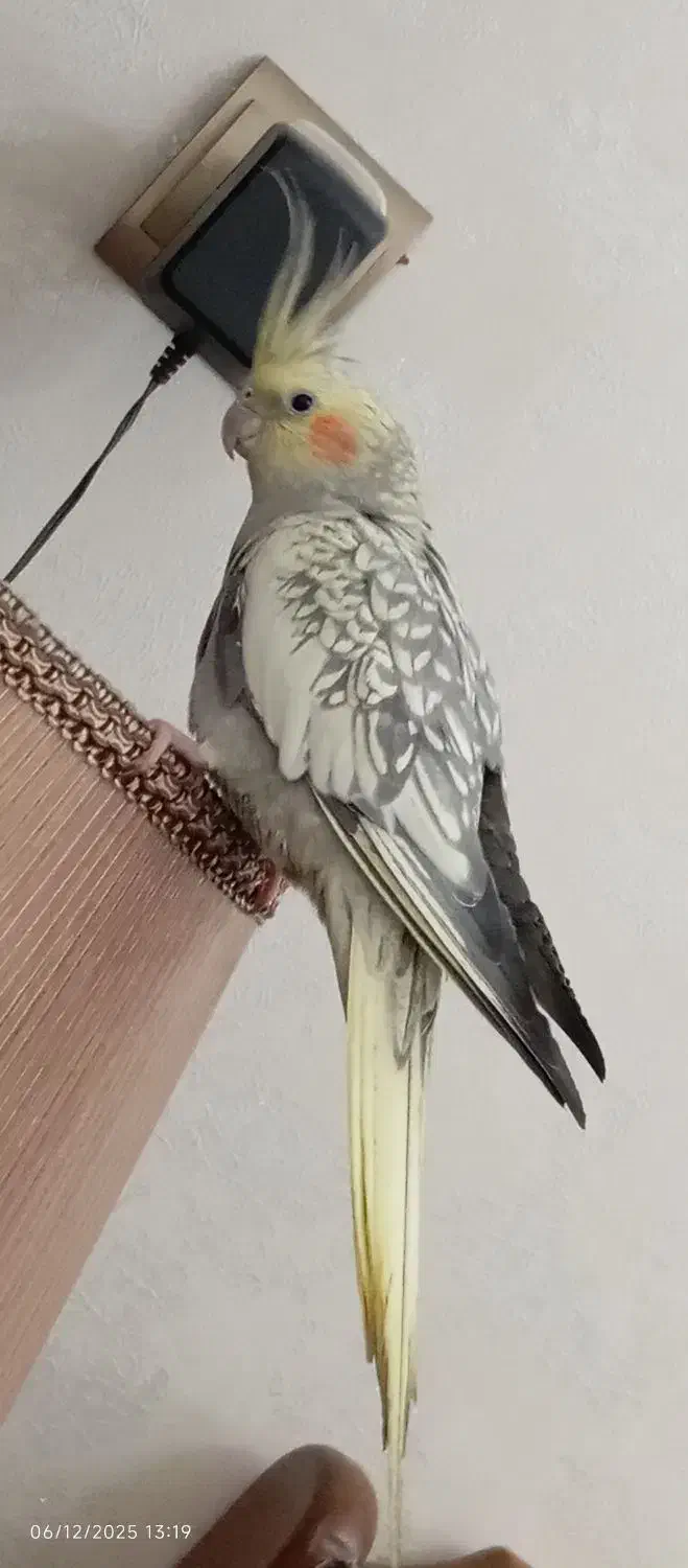 عروس هلندی ماده بالغ|پرنده|تهران, هاشمی|دیوار