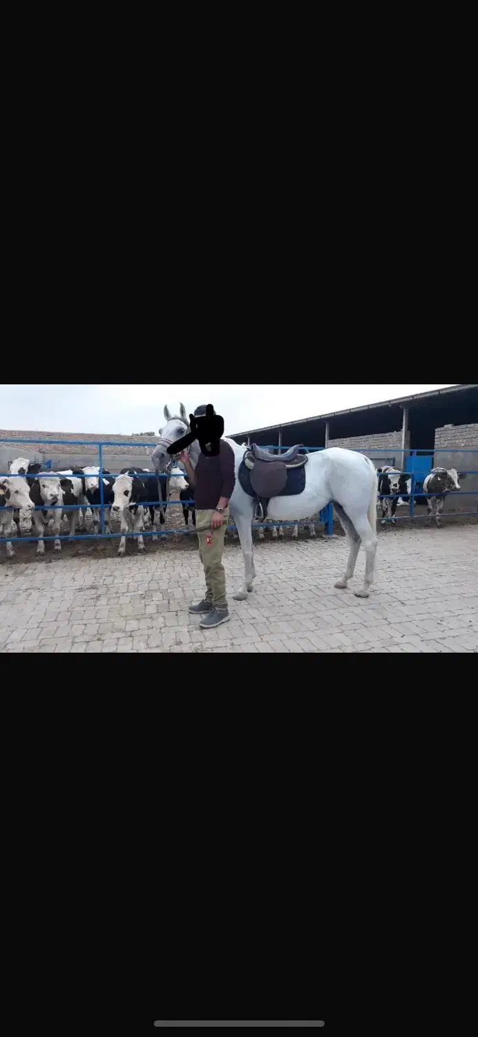 مادیان ترکی یورقه|اسب و تجهیزات اسبسواری|ماسال, |دیوار