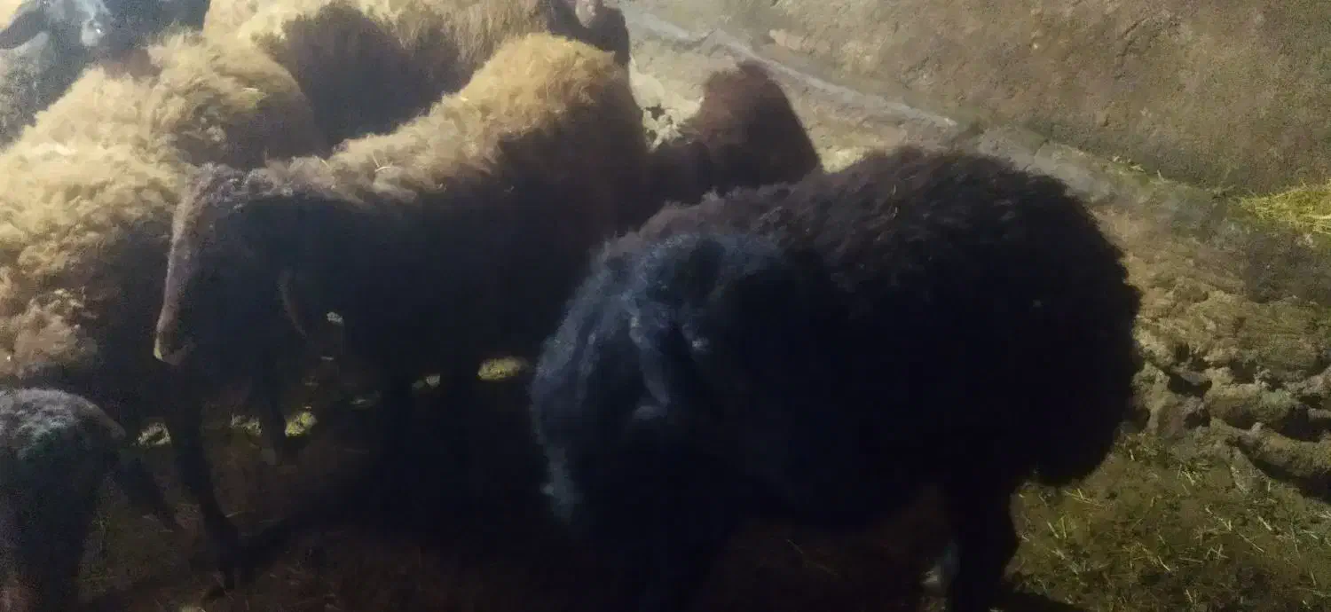 گوچ قره قزل|حیوانات مزرعه|ایجرود, |دیوار