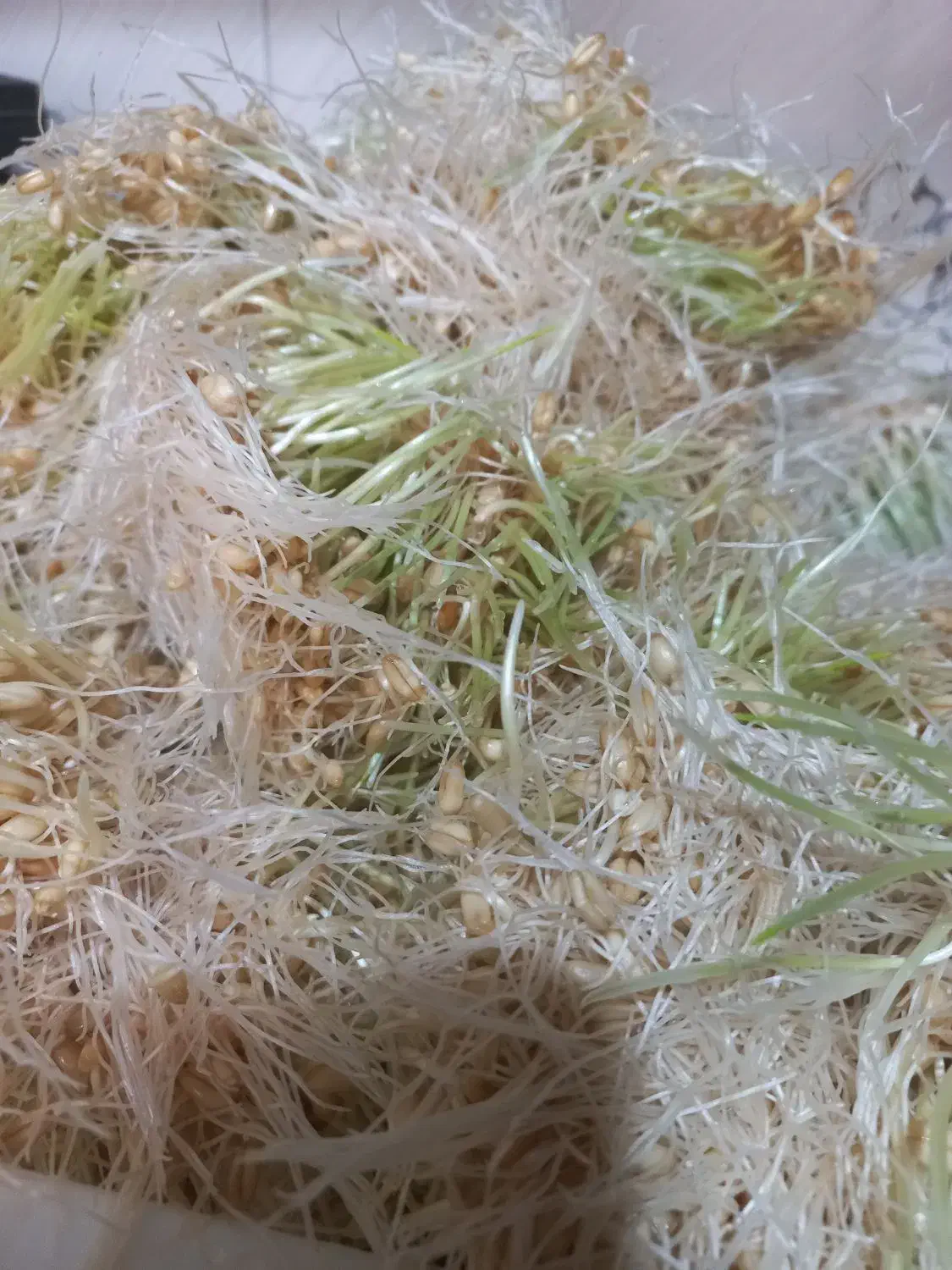 موبایل|خوردنی و آشامیدنی|رشت, باهنر|دیوار