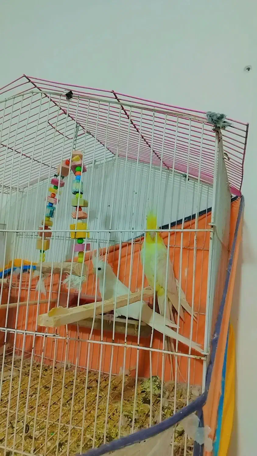 عروس هلندی آلبینو|پرنده|سیرجان, |دیوار