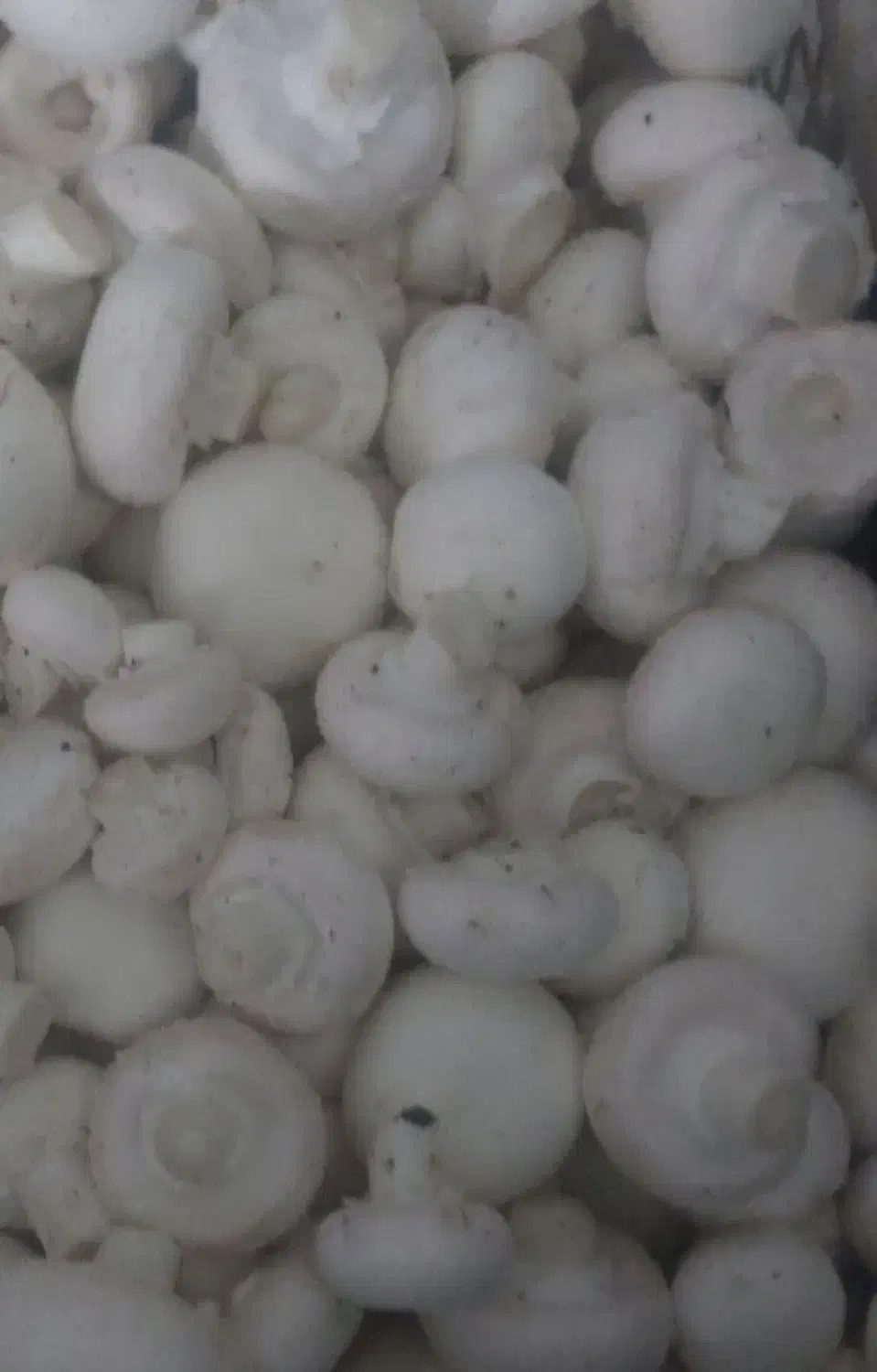 قارچ خوراکی به قیمت تولیدی|خوردنی و آشامیدنی|تهران, دانشگاه شریف|دیوار