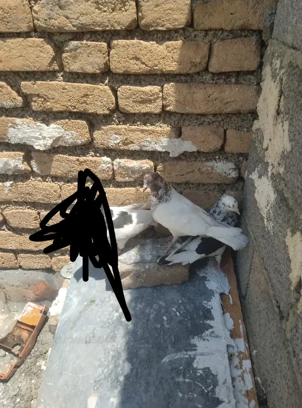 کبوتر|پرنده|سنندج, |دیوار