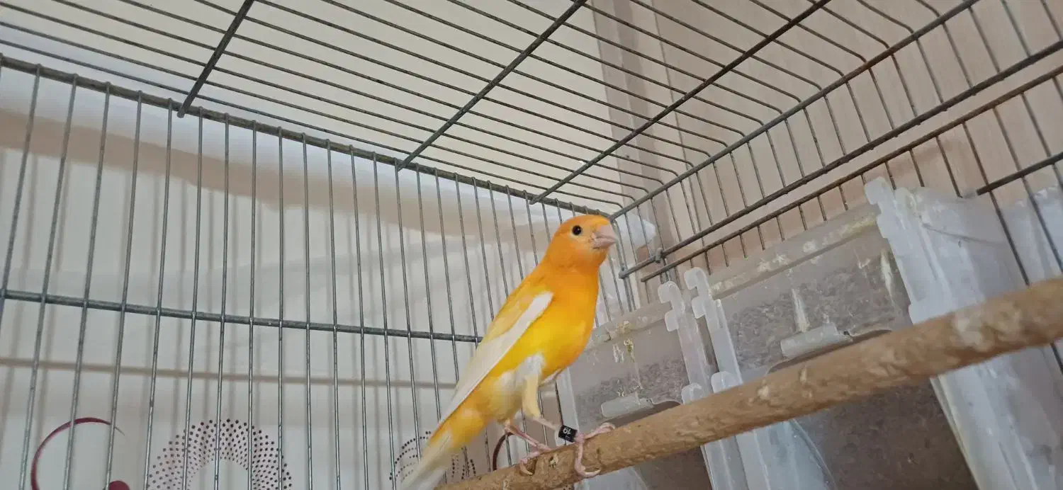 قناری سرخ نر نیمه مست|پرنده|شاهینشهر, شهرک امام علی|دیوار