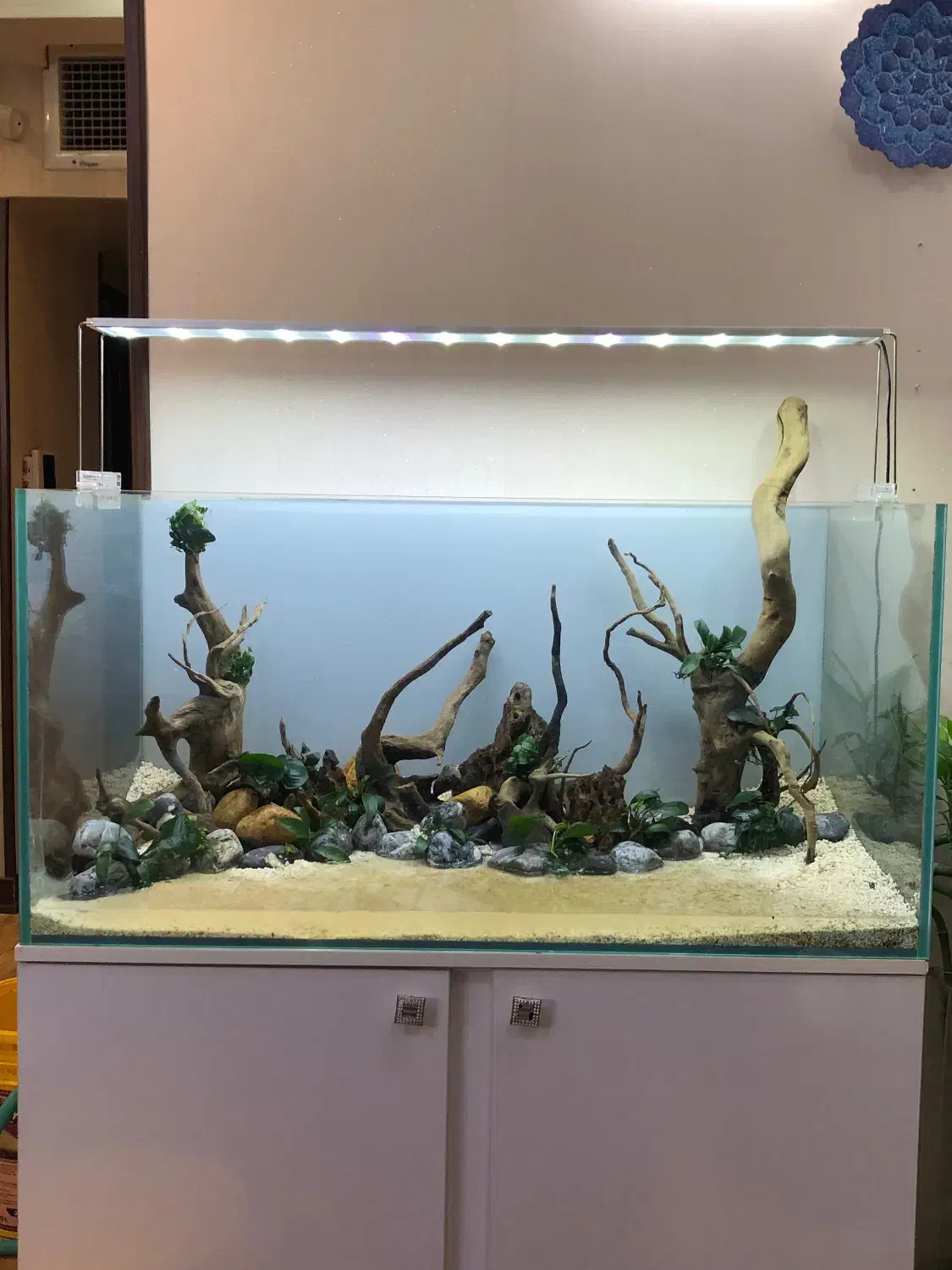 ماهی اکواریوم فیلتر پمپ اروانا دیسکس تجهیزات|ماهی|اصفهان, سرچشمه|دیوار