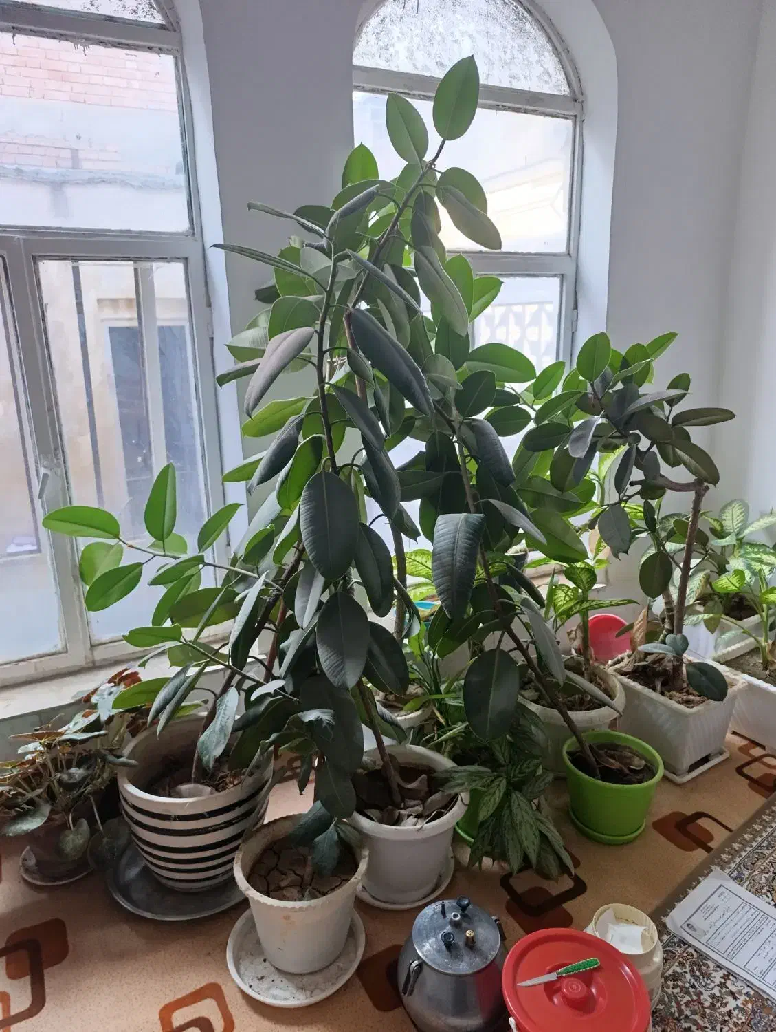 فروش گلهای خانگی|گل و گیاه طبیعی|نقده, |دیوار