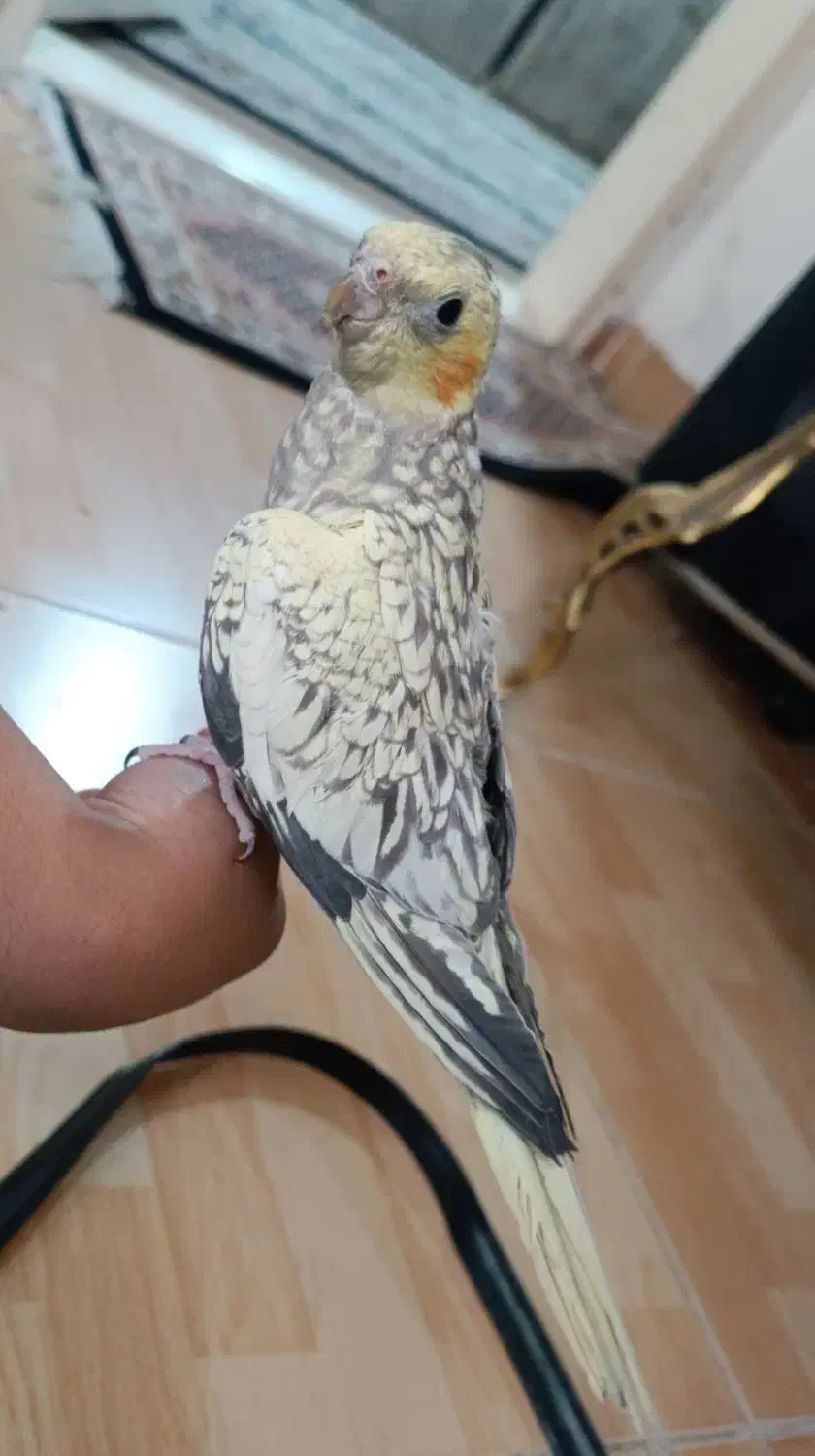 عروس هلندی مینیاتوری نر|پرنده|تبریز, |دیوار