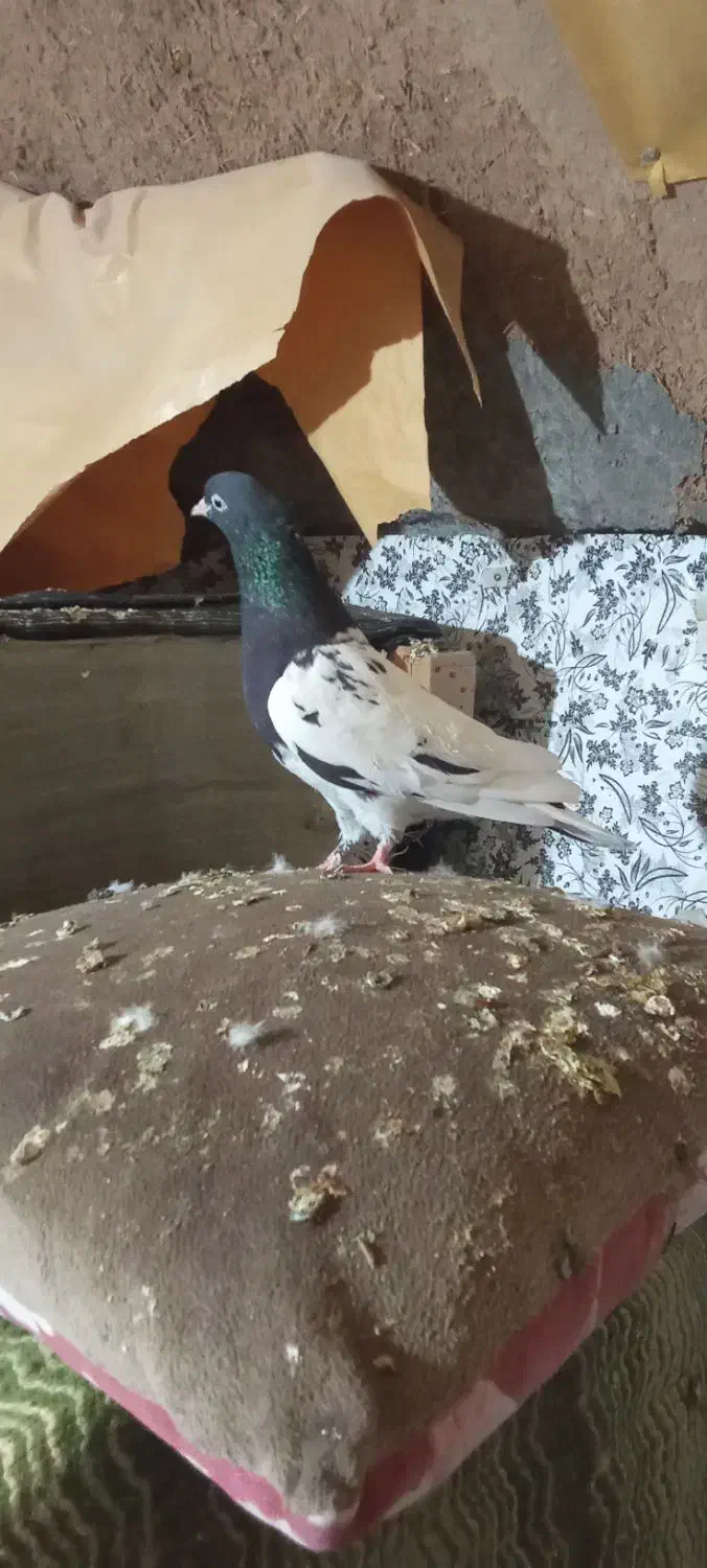 کفتر رنگه|پرنده|تربت جام, میرقوام الدین|دیوار