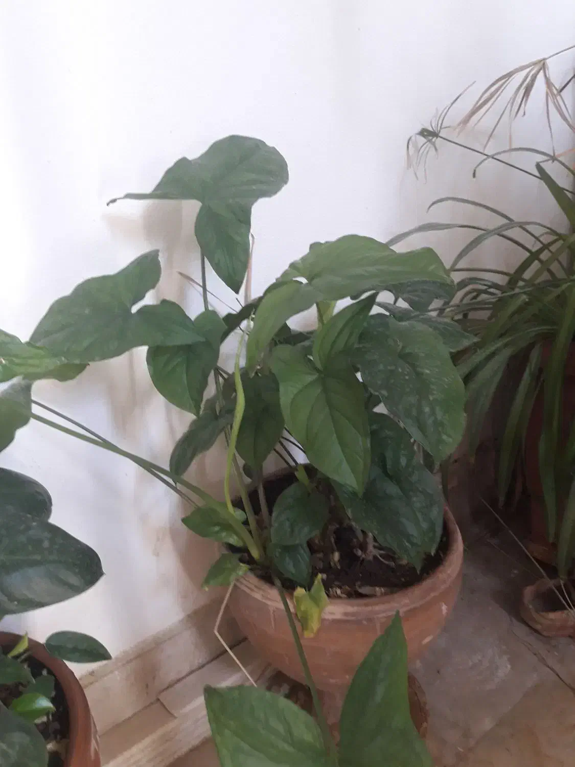 گل گیاه آپارتمانی|گل و گیاه طبیعی|پردیس, فاز ۳|دیوار