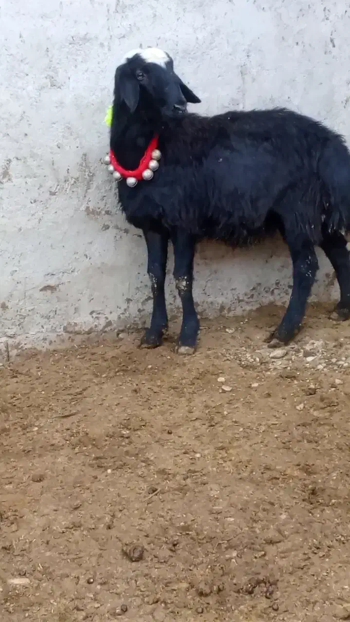 بره قوچ سر سفید|حیوانات مزرعه|باروق, |دیوار