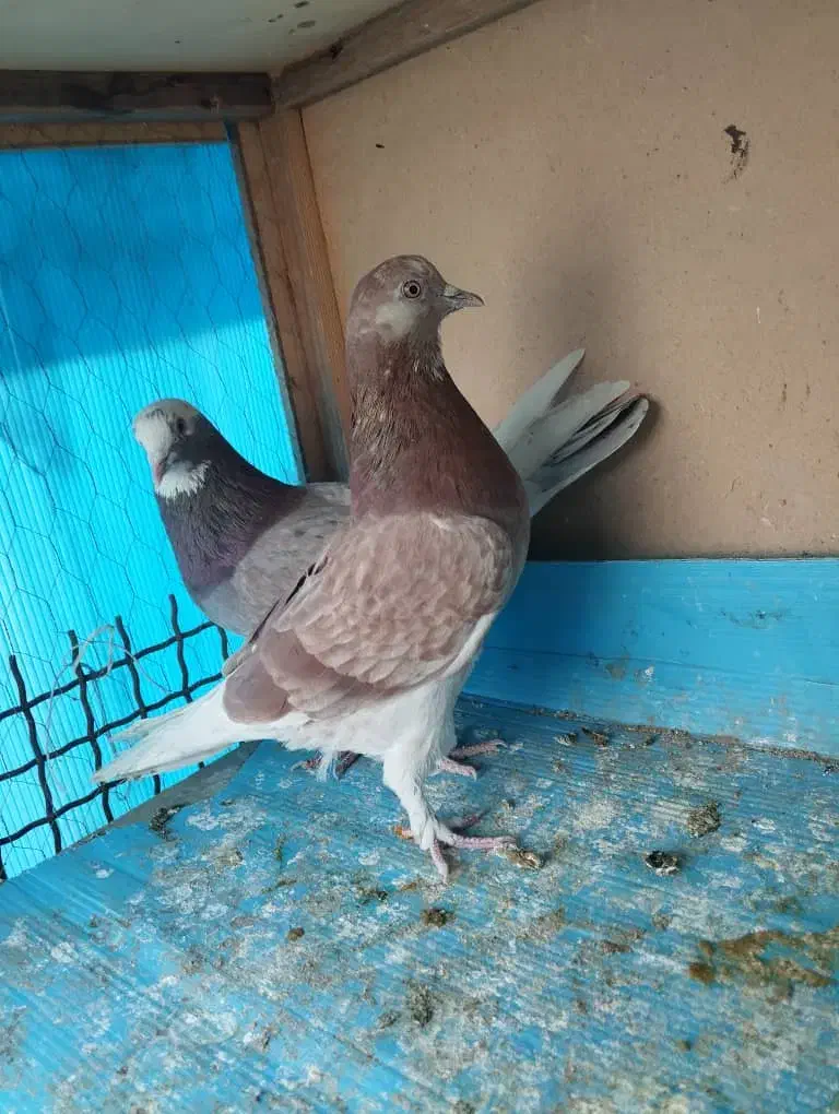 کفتر سالم|پرنده|ری, شهرک نظامی|دیوار