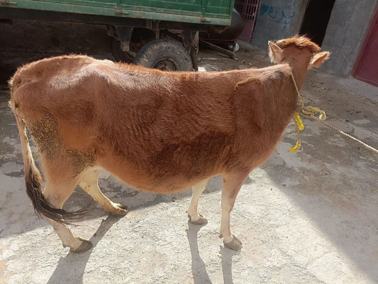 گاوآبستن|حیوانات مزرعه|دهگلان, |دیوار