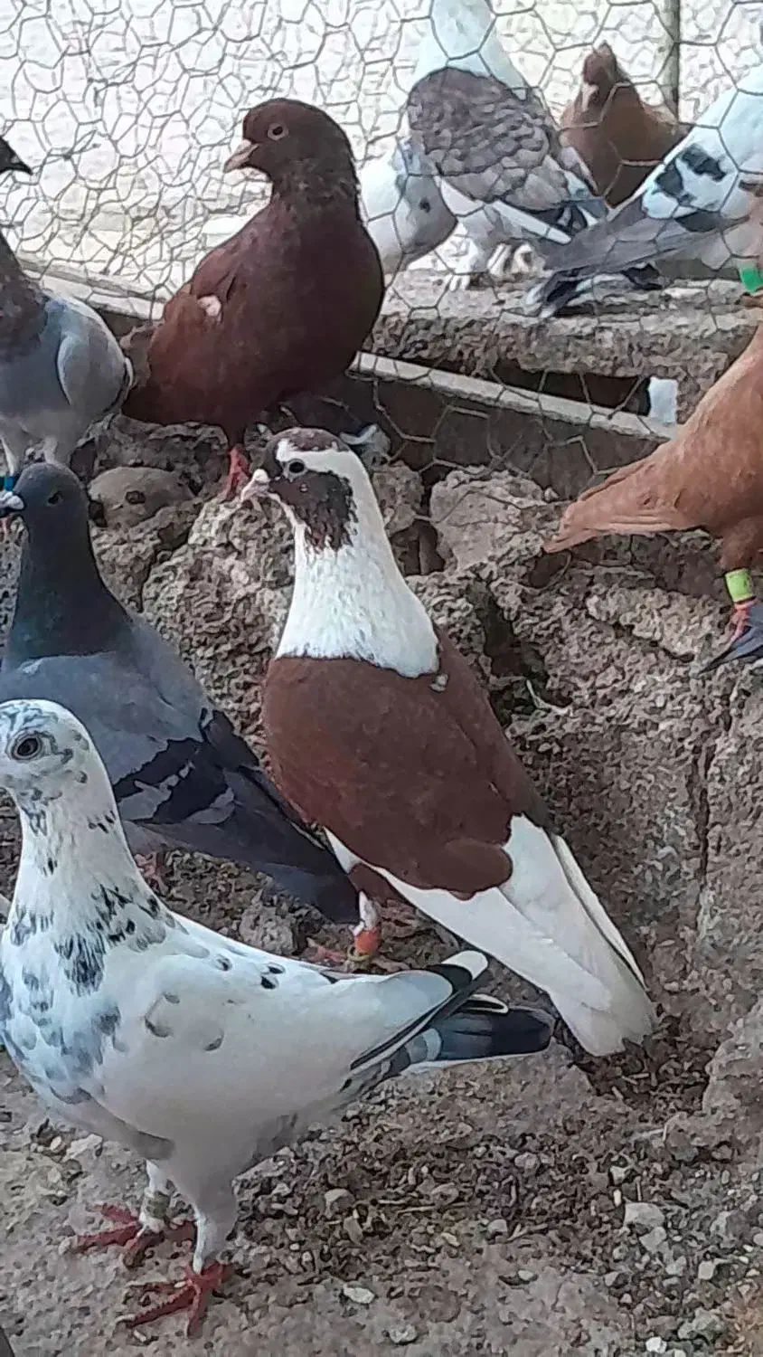 نرماده پشت سرخ عتیقه|پرنده|برازجان, |دیوار