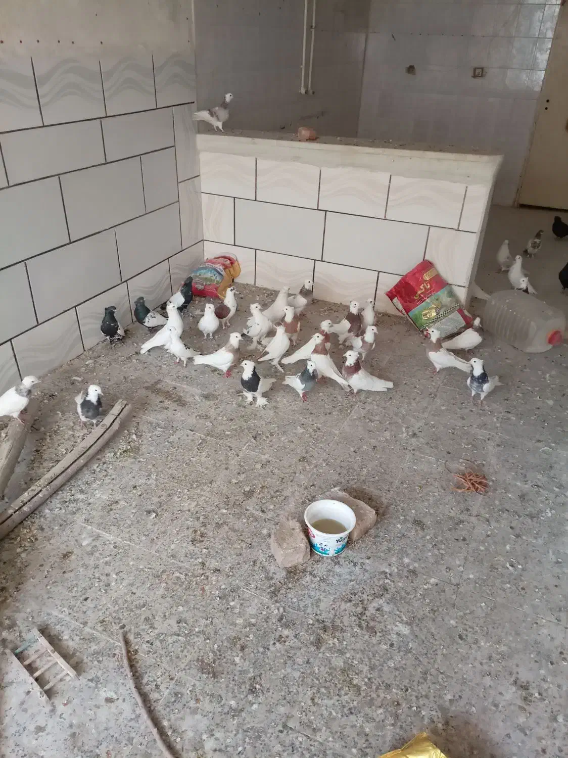 کبوتر طوقی.|پرنده|خمینیشهر, |دیوار