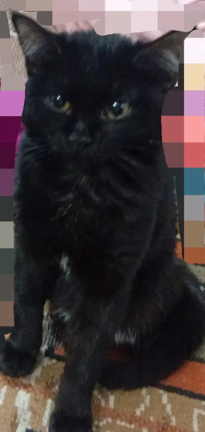 گربه|گربه|قم, نخودی|دیوار