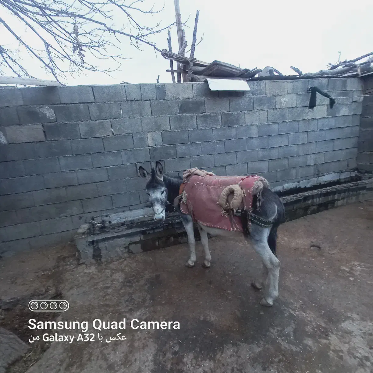 1عدد خر|حیوانات مزرعه|ازگله, |دیوار