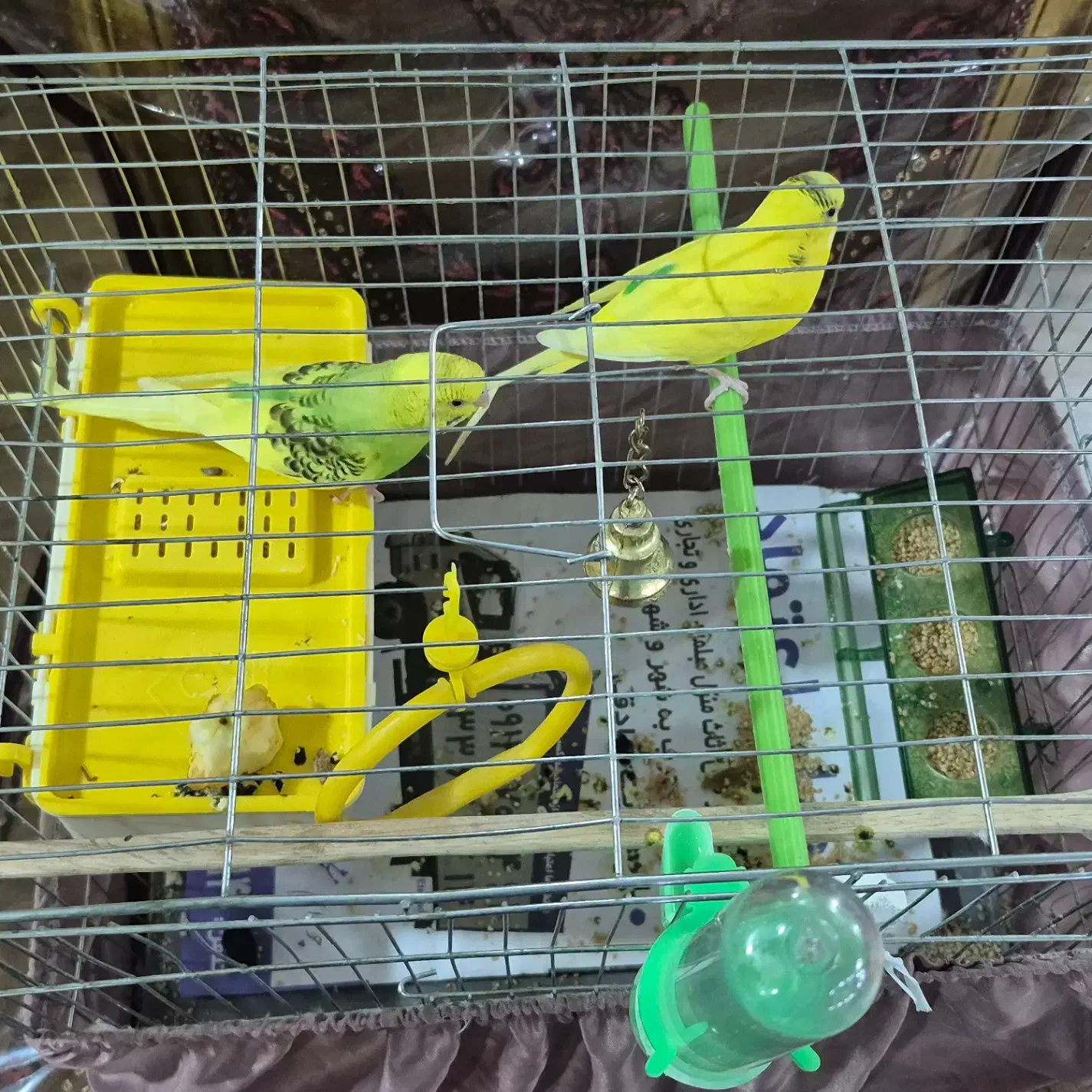 پرنده|پرنده|تهران, سوهانک|دیوار