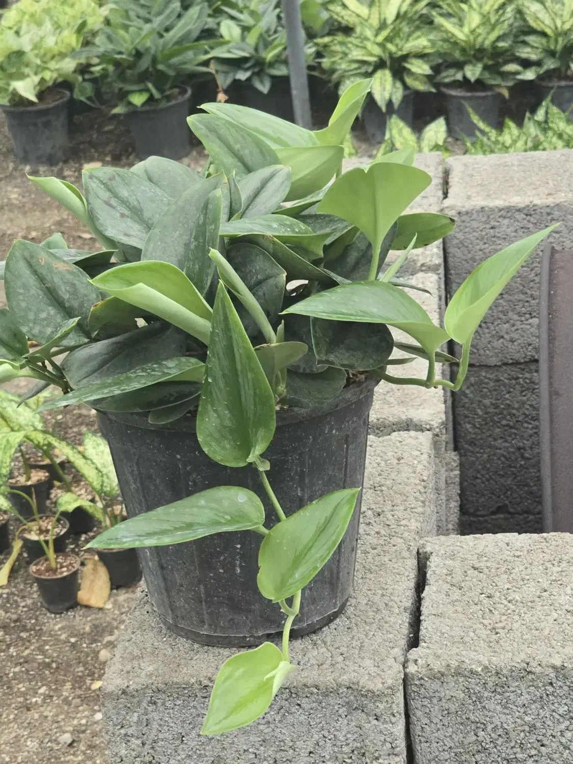 پتوس فرانسوی (مازندران-عباس‌آباد)|گل و گیاه طبیعی|تهران, میدان ولیعصر|دیوار