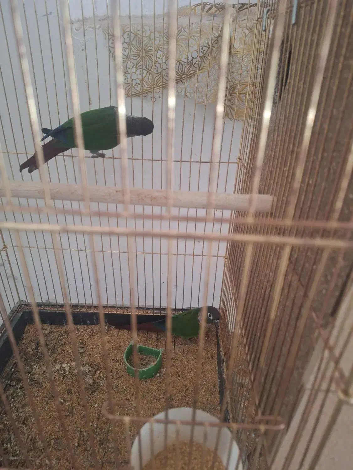 فروش گیرنیجک|پرنده|اردکان, |دیوار