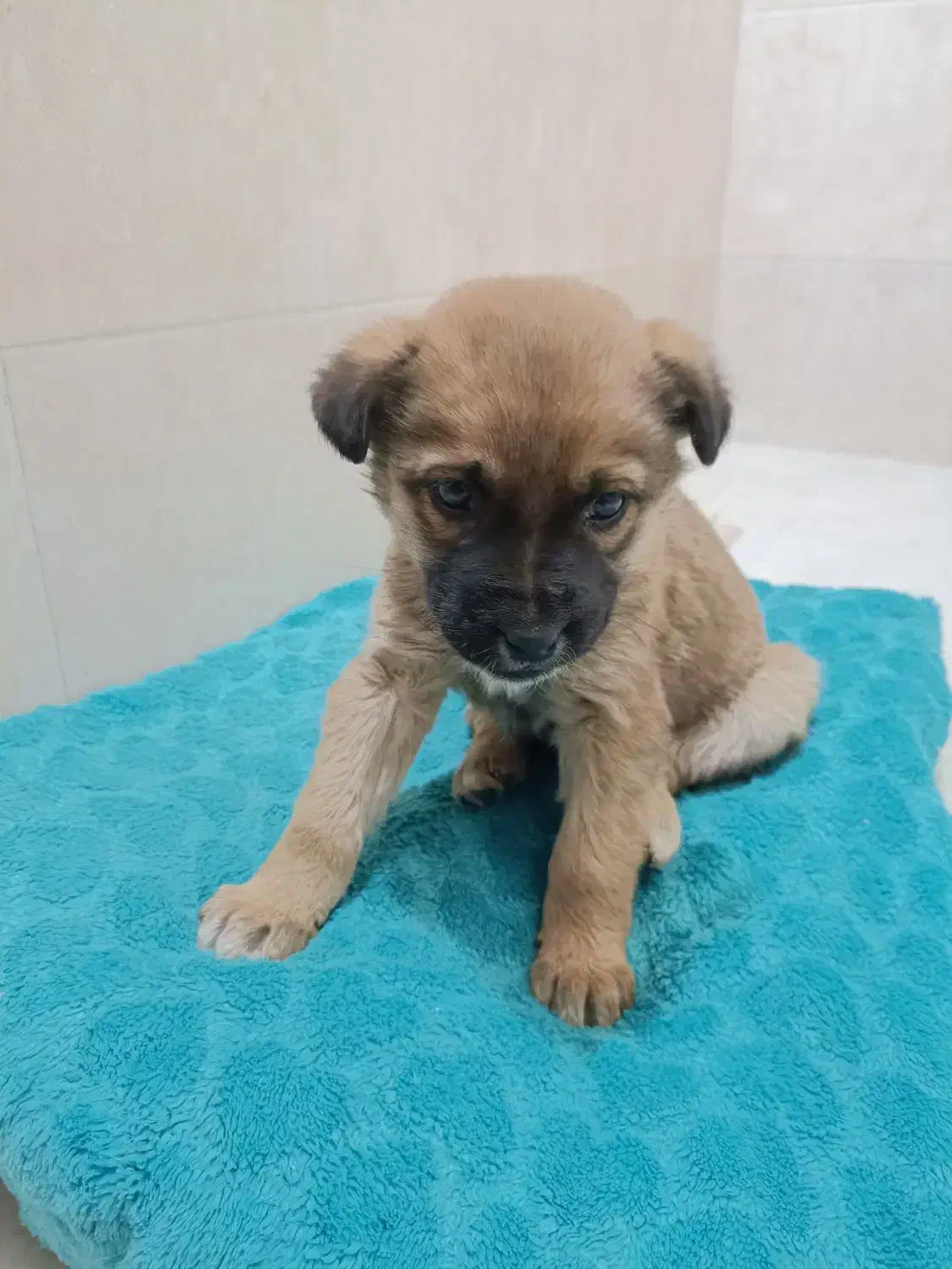 واگذاری سگ|سگ|پاکدشت, پاکدشت (مامازند)|دیوار