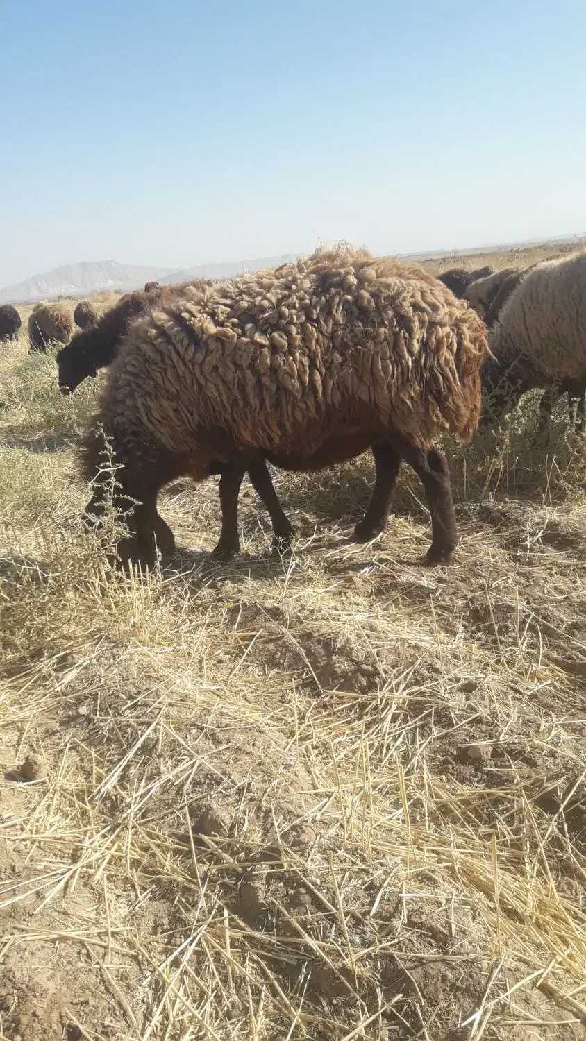 میش داشتی|حیوانات مزرعه|جلگه رخ, |دیوار