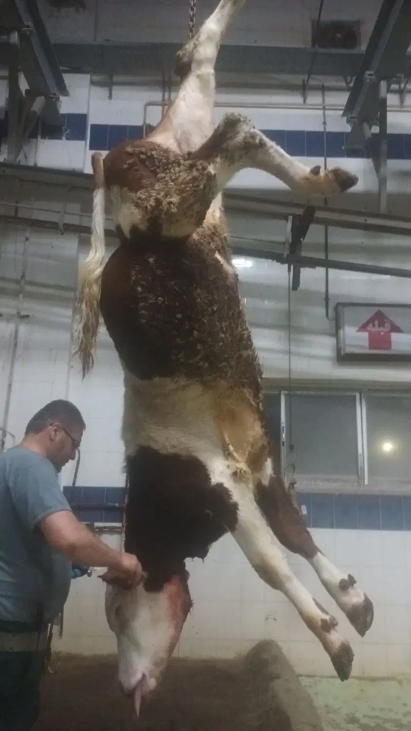 فروش گوشت گوسفند و گوساله|خوردنی و آشامیدنی|تبریز, |دیوار