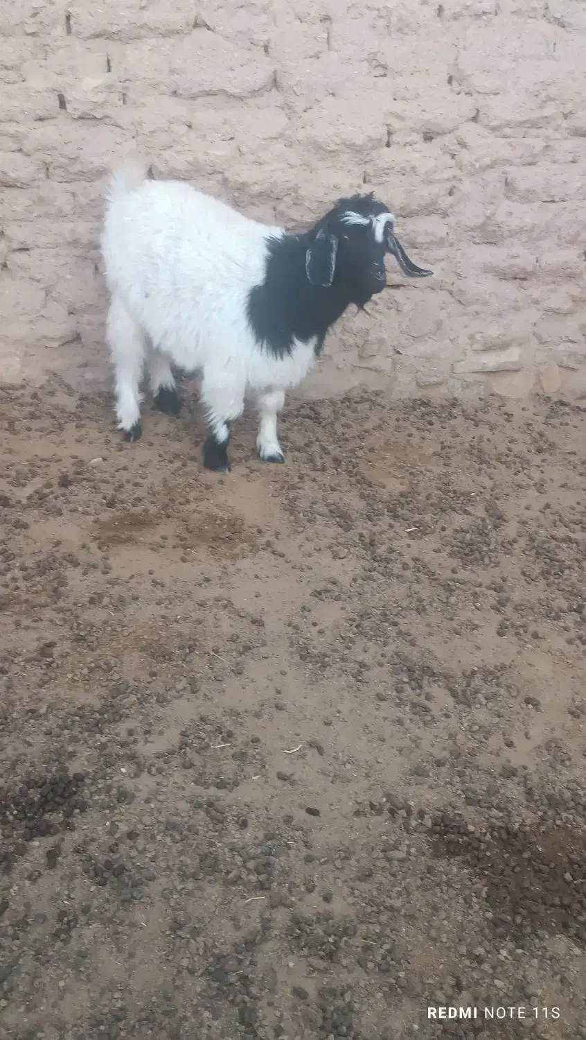 بزغاله ماده|حیوانات مزرعه|درمیان, |دیوار