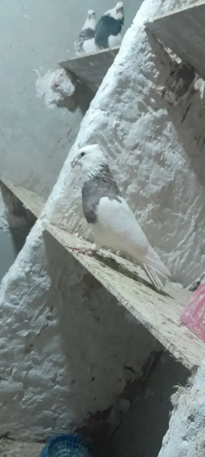 کبوتر|پرنده|کنگاور, |دیوار