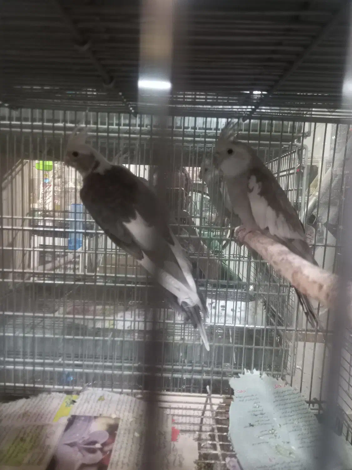 عروس هلندی مولد وسخنگو ومرغ عشق رنگین کمان|پرنده|کهریزک, |دیوار