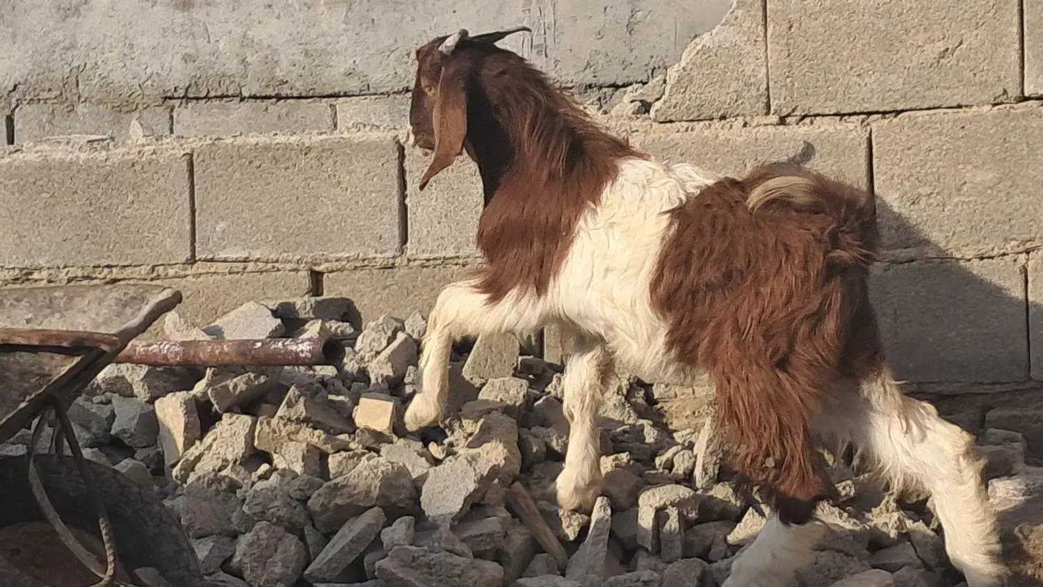 بز کهره|حیوانات مزرعه|بندر ماهشهر, |دیوار