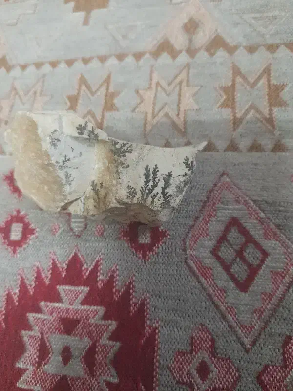 شجر|کلکسیون اشیاء عتیقه|کرج, شهرک شیخ سعدی|دیوار