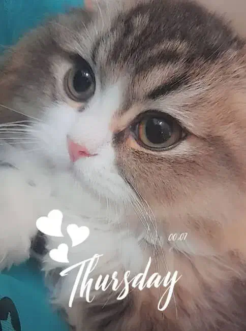 سه عدد گربه بالغ مولد فروشی|گربه|تبریز, |دیوار