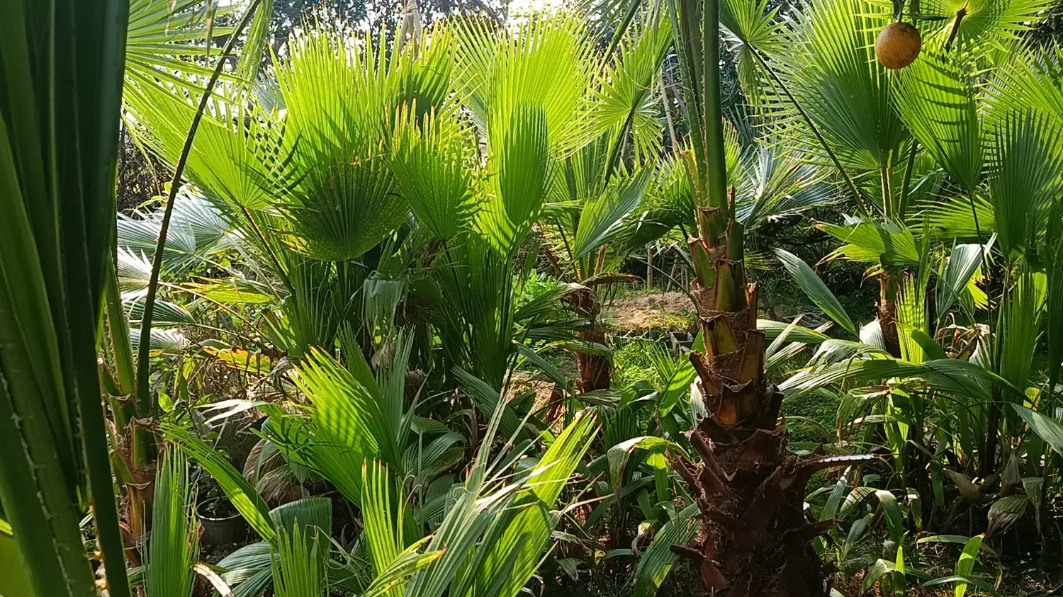 فروش پالم و فونیکس|خدمات باغبانی و درختکاری|هشتگرد, فاز ۲ مهستان|دیوار