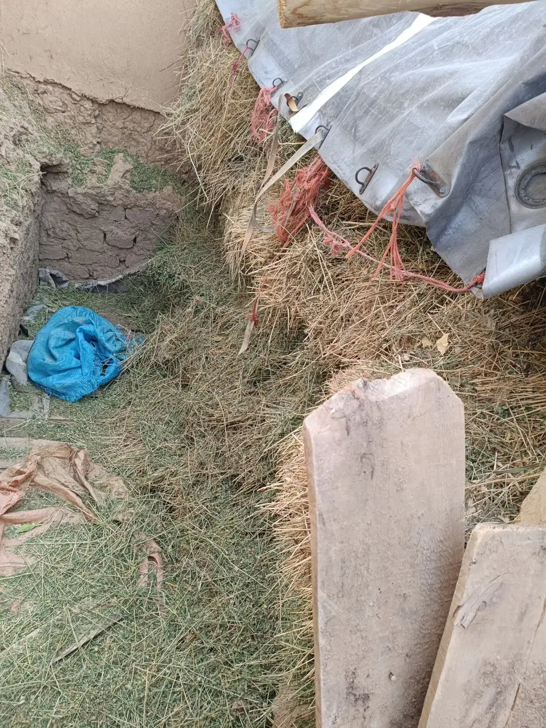 یونجه|عمده‌فروشی|صائین قلعه, |دیوار