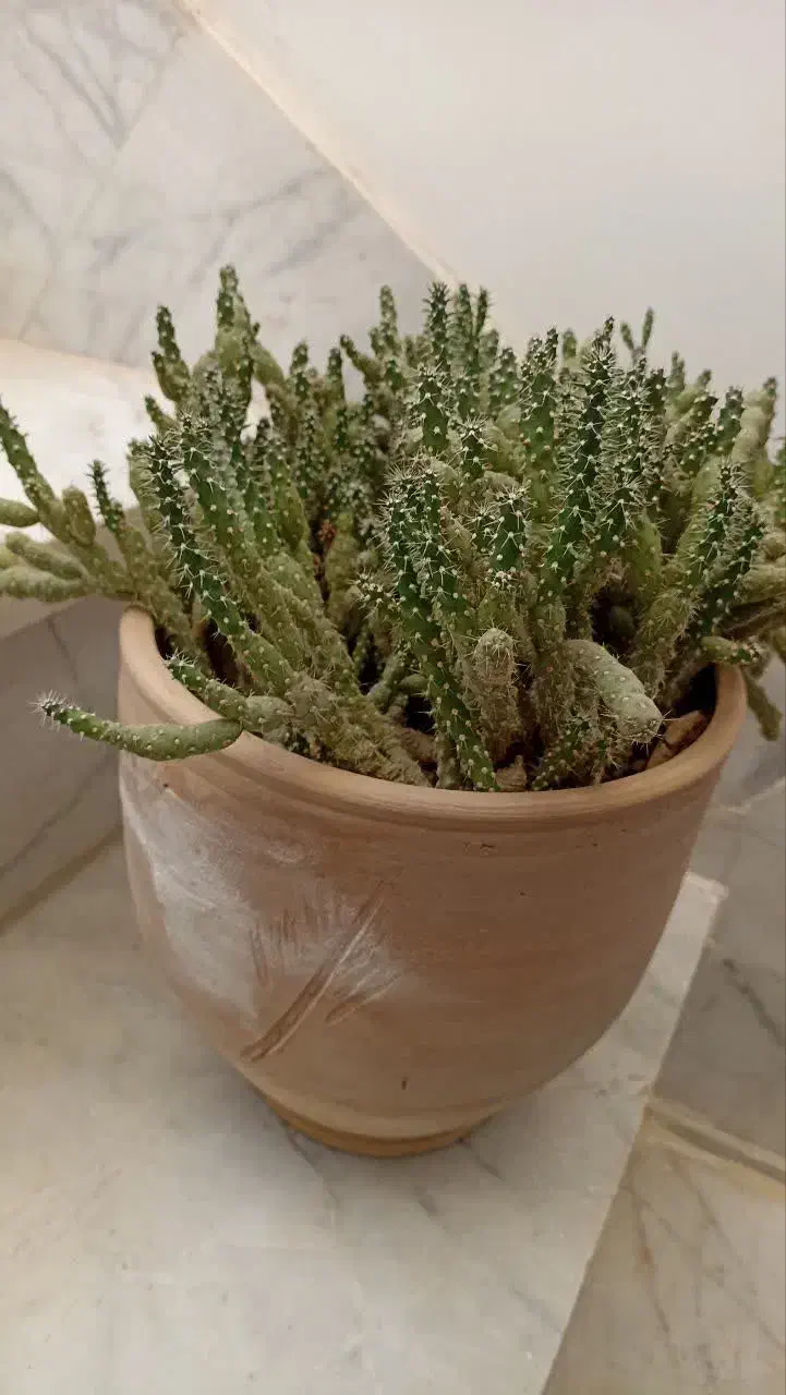 گل کاکتوس|گل و گیاه طبیعی|میبد, |دیوار