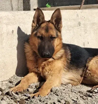 سگ ژرمن|سگ|مشکین‌دشت, |دیوار