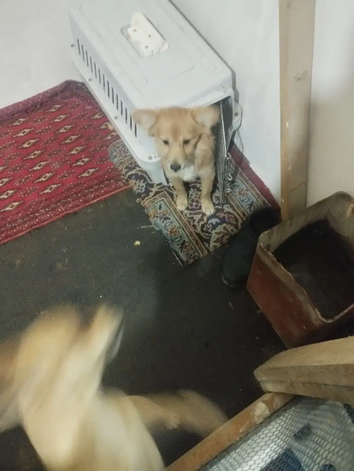 سگ شیواوا و پامر اشپیتز|سگ|مشهد, شهرک امام هادی (شهرک غرب)|دیوار