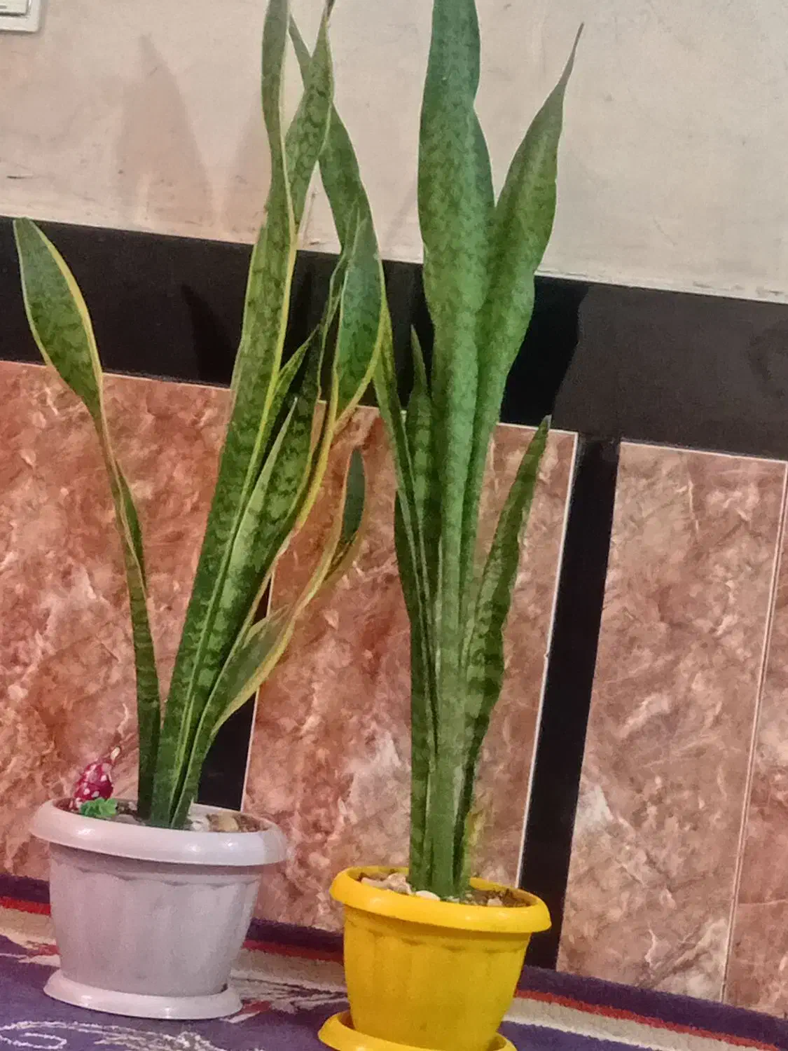 گل وگلدان ۲۵۰|گل و گیاه طبیعی|تربت جام, شهرک آزادگان|دیوار