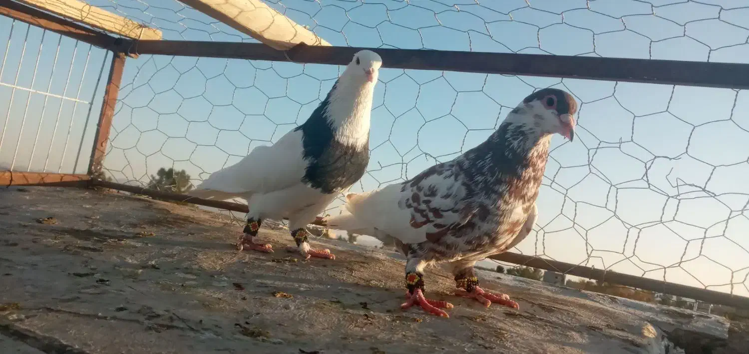 کفتر|پرنده|تربتحیدریه, شهرک ولیعصر|دیوار