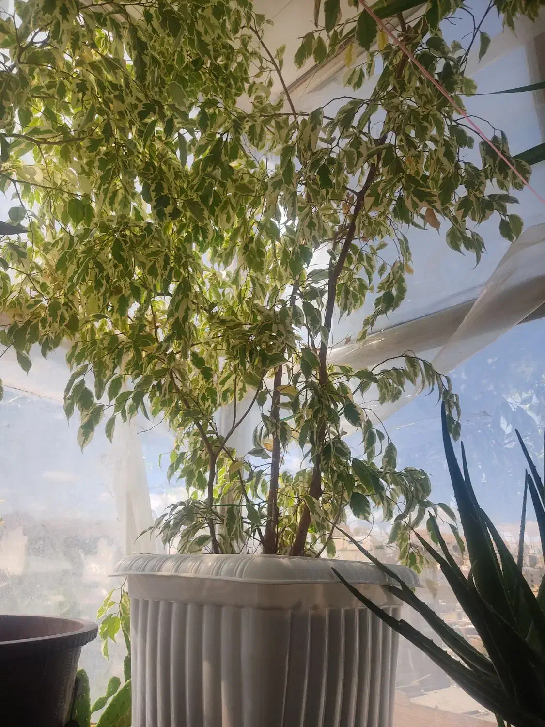 گل بنجامین ابلق|گل و گیاه طبیعی|ارومیه, |دیوار