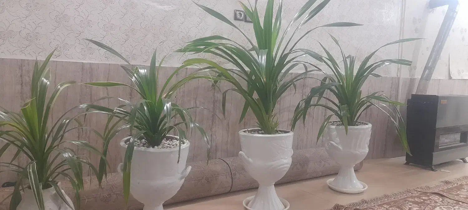 گل طبیعی|گل و گیاه طبیعی|مشهد, امیرآباد|دیوار